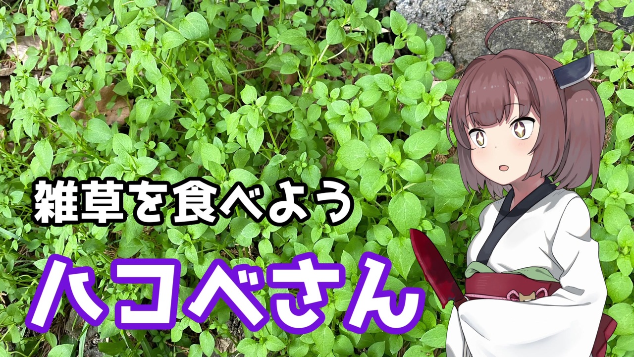 【思い切って野草を食べてみよう】#3 ハコベさん！ - ニコニコ動画