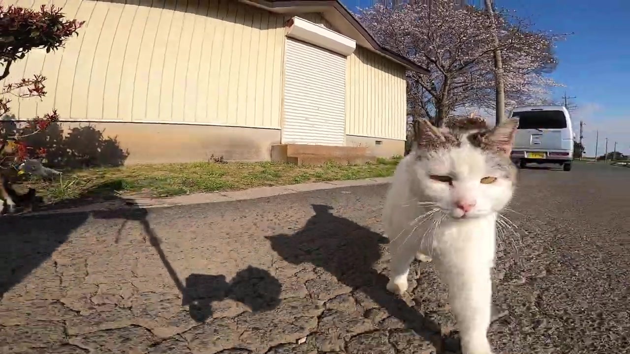 ちょっと目つきの悪い野良猫がカメラのモフモフめがけて猫パンチしてきた ニコニコ動画