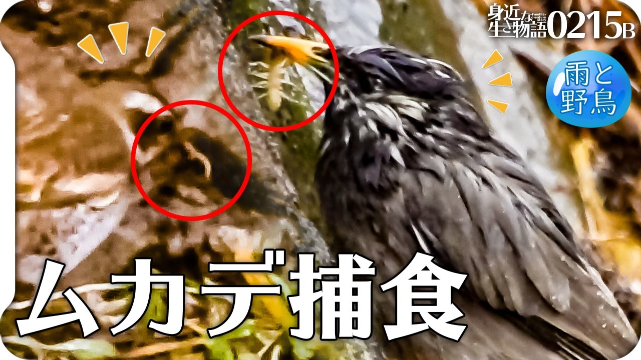 0215b 鳥がムカデを捕食 ムクドリとツグミが百足やゲジを食べる 魚を捕食する鳥3種カワセミ鷺鵜 雨天野鳥撮影 カイツブリ飛翔や奇形のエンジェルウイングカルガモ 身近な生き物語 ムカデ 野鳥 ニコニコ動画