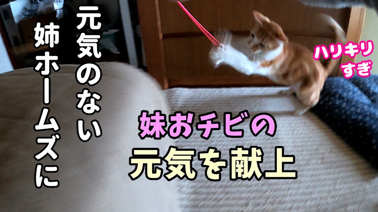 元気のない保護猫の前で先住猫と遊んだら 釣られて元気になるのか検証 ニコニコ動画