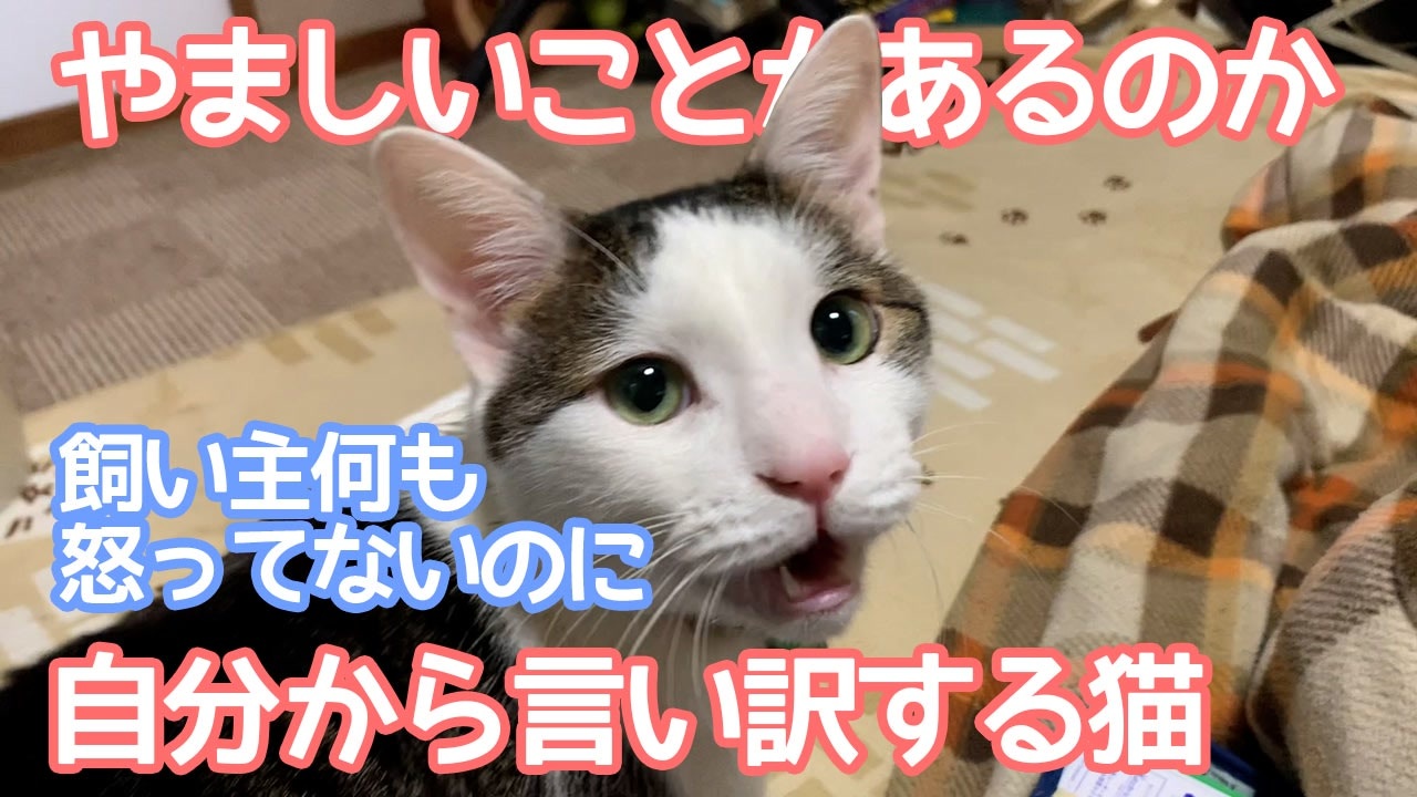 やましいことがあるのか飼い主何も怒ってないのに自ら言い訳する猫 ニコニコ動画