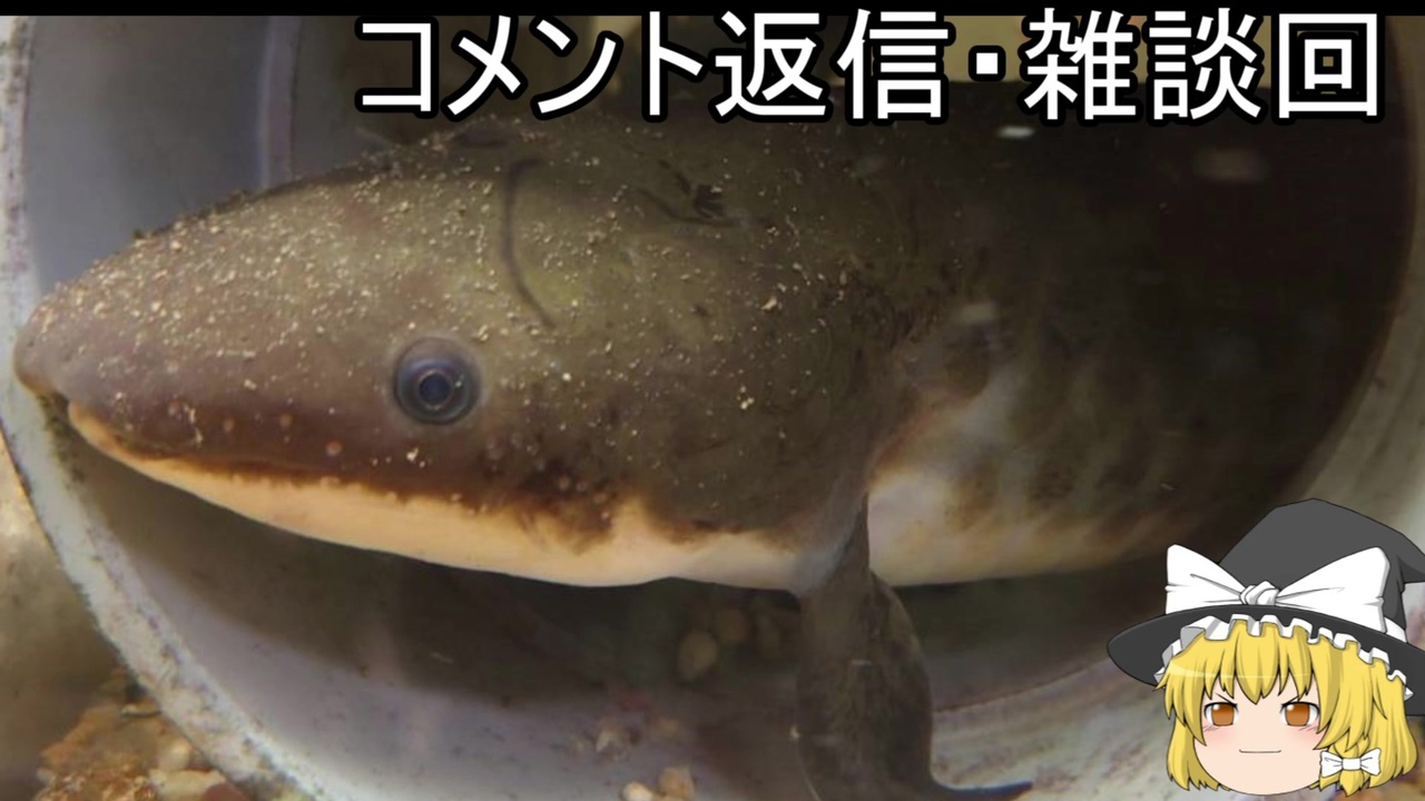 人気の 肺魚 動画 26本 ニコニコ動画