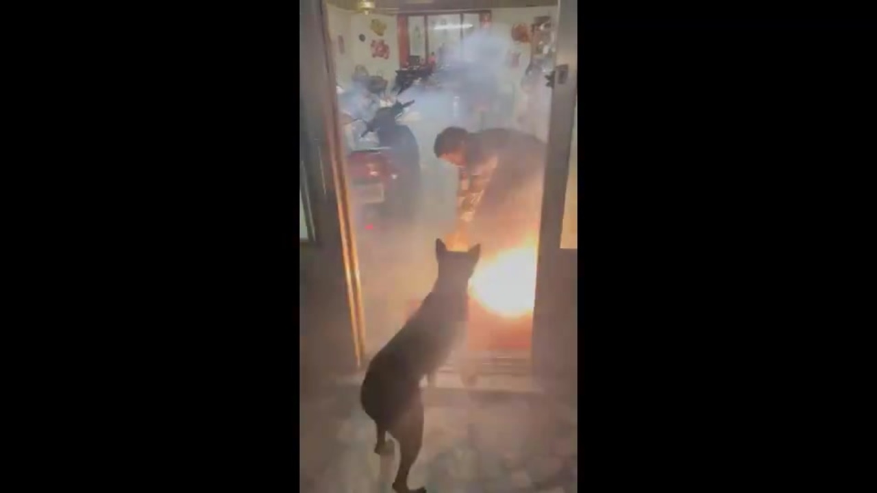 悲報 犬 花火をくわえて大はしゃぎ ニコニコ動画