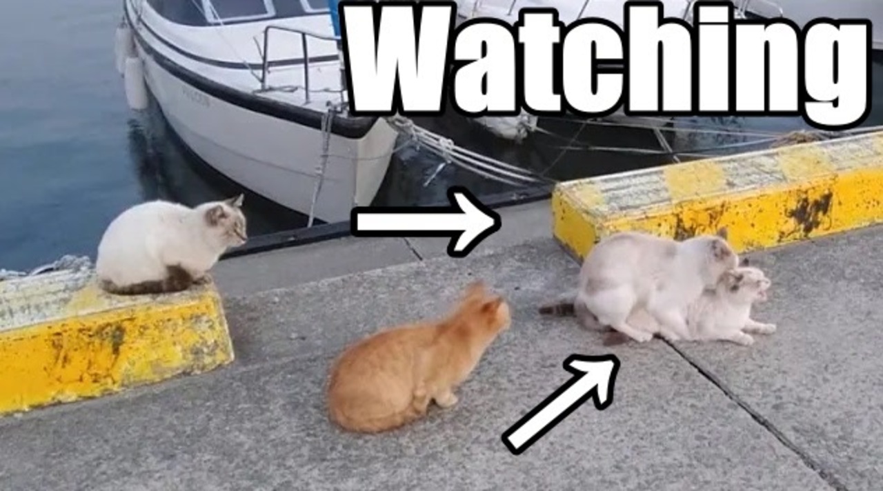 交尾を見守る猫たち そしてメス猫は激怒