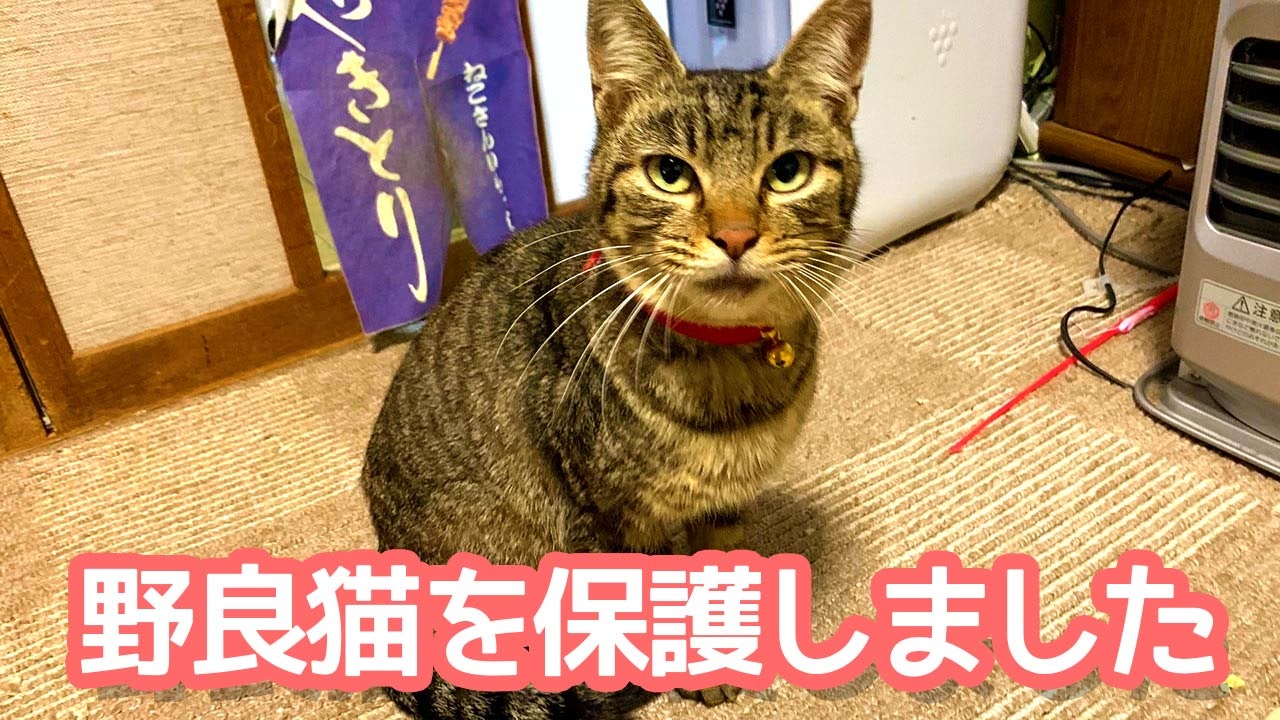 野良猫を保護してみた ニコニコ動画