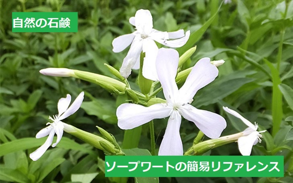 人気の ハーブ 動画 210本 7 ニコニコ動画