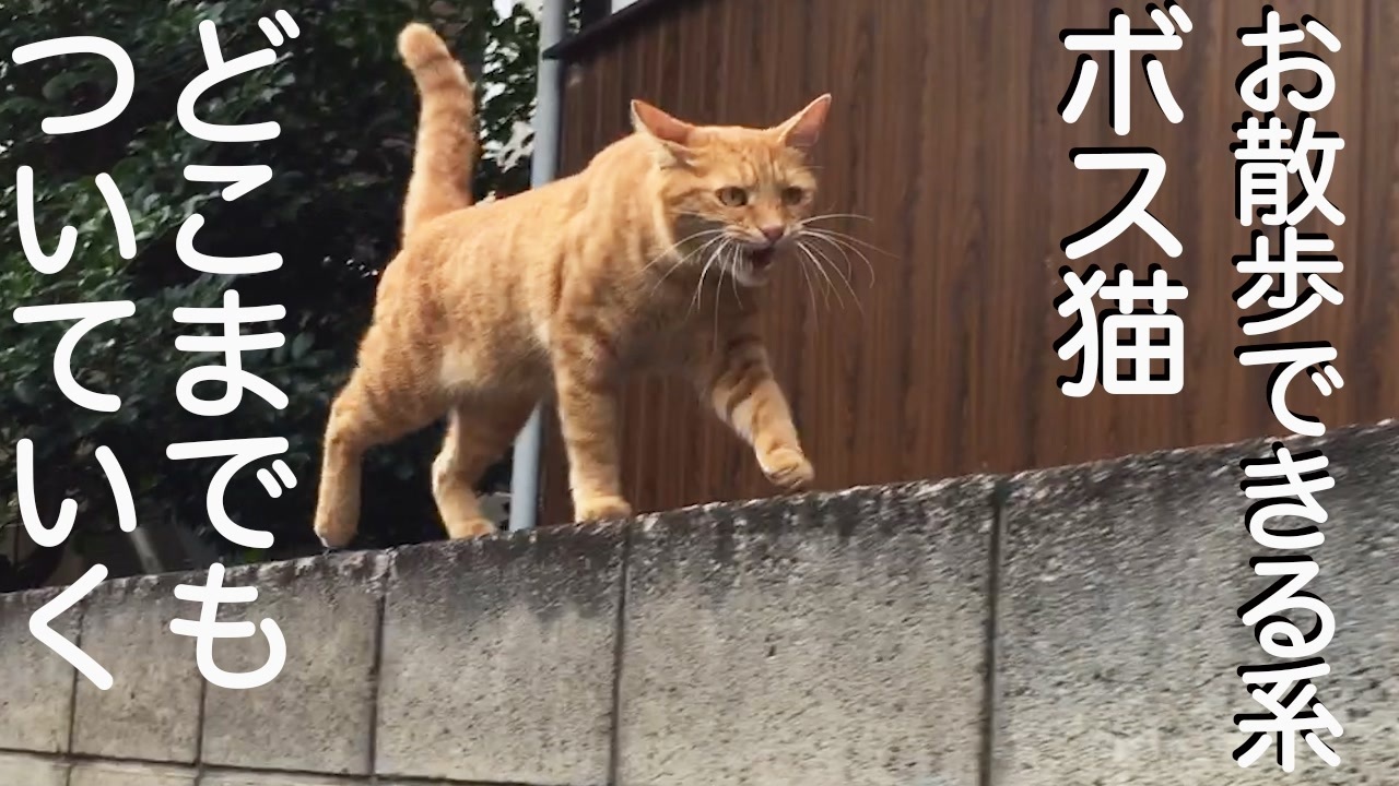 お散歩できる系ボス猫 ニコニコ動画