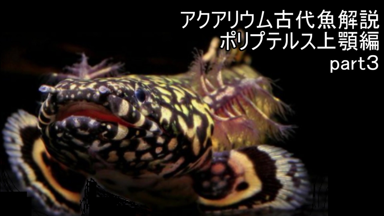 人気の アクアリウム 古代魚 動画 75本 ニコニコ動画