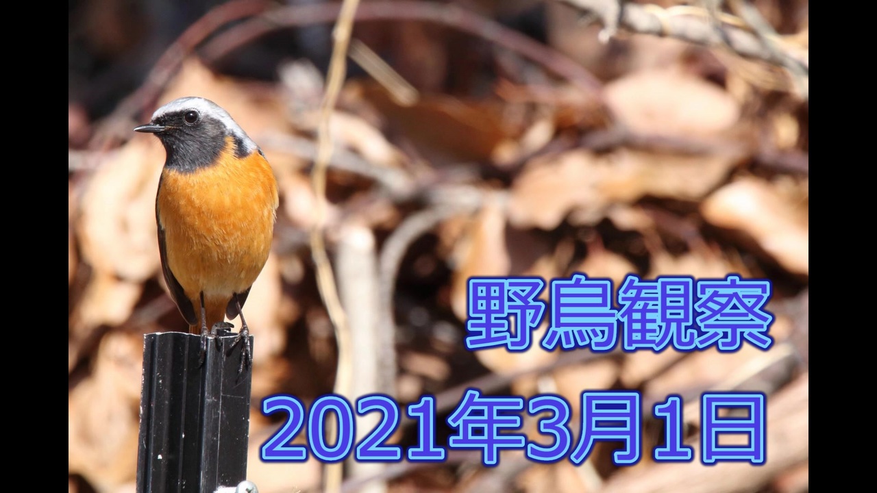 人気の 野鳥観察 動画 34本 ニコニコ動画