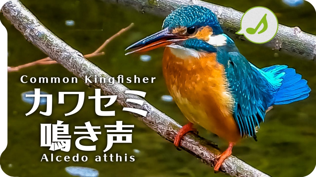 鳥の鳴き声図鑑 カワセミの鳴き声01さえずり Kingfisher Alcedo Atthis Birds Chirping 身近な生き物語 ニコニコ動画