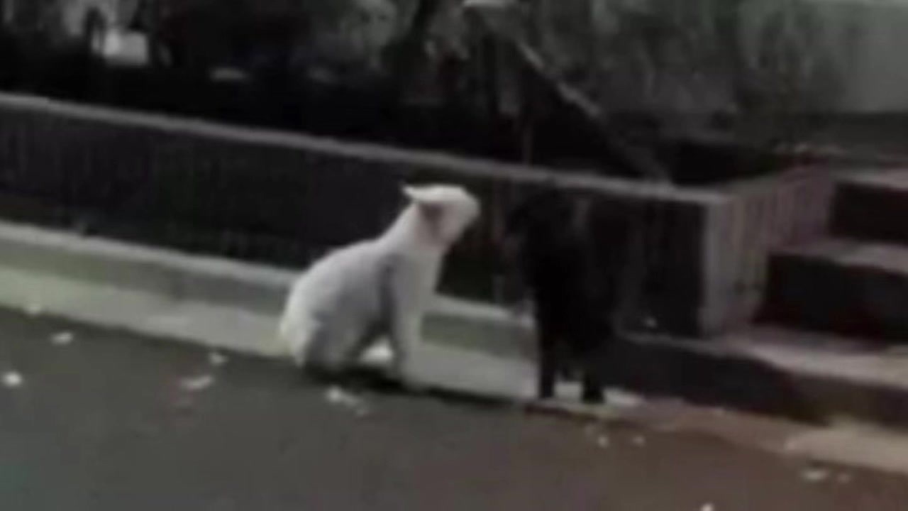 人気の ねこ ケンカ 動画 29本 ニコニコ動画
