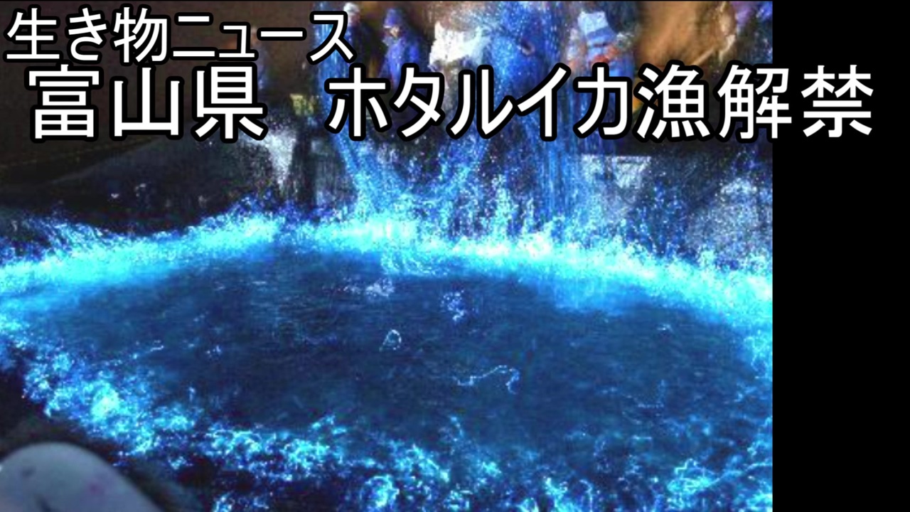 生き物ニュース 3月1日 富山県でホタルイカ漁解禁 ゆっくり解説 ニコニコ動画