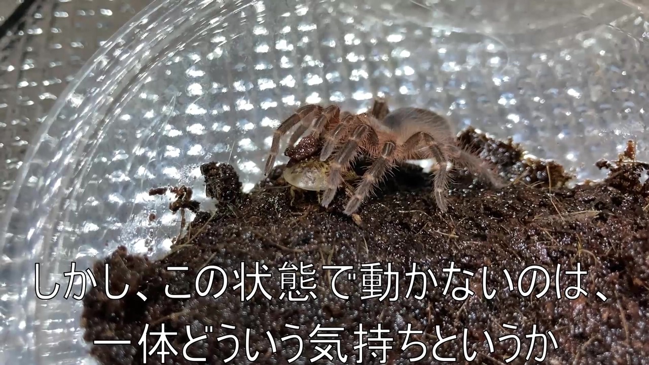 人気の 動物 蜘蛛 動画 423本 6 ニコニコ動画