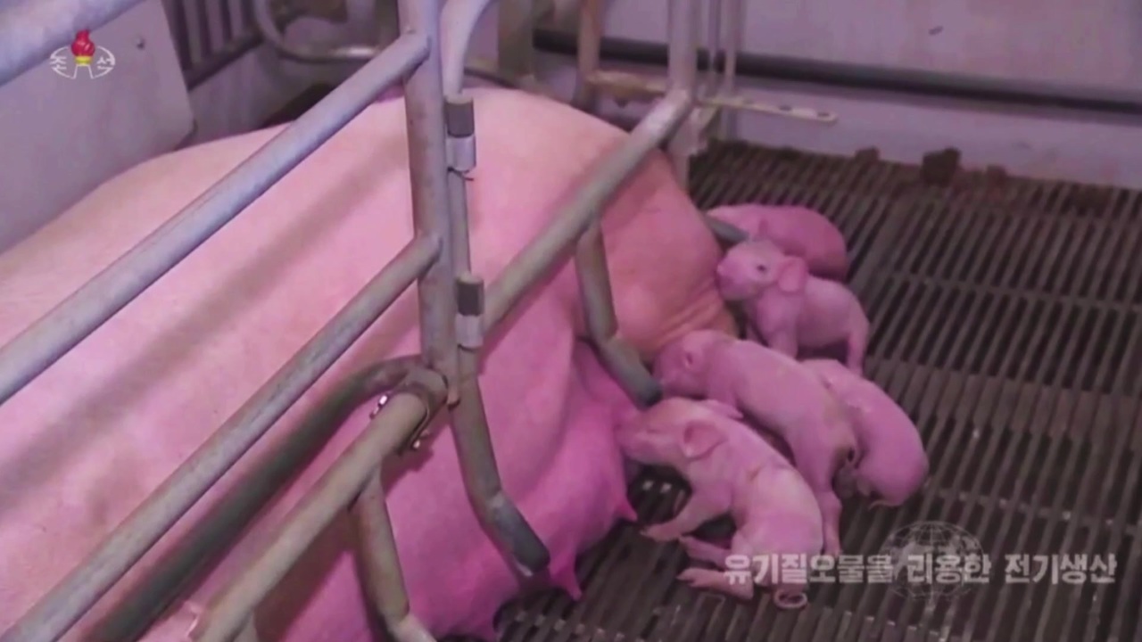 【こぶた・豚児】北朝鮮が報じたヨーロッパの養豚場（2021年3月放送）