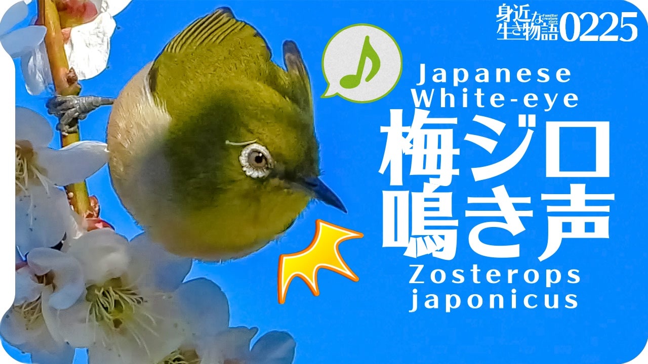 0225b 鳥の鳴き声 梅メジロにオナガとシジュウカラも カワセミ因縁の2羽 アカハラ コサギやツグミ ムクドリの捕食 タヒバリ 鶴見川水系恩田川の野鳥 身近な生き物語 メジロ 野鳥 ニコニコ動画