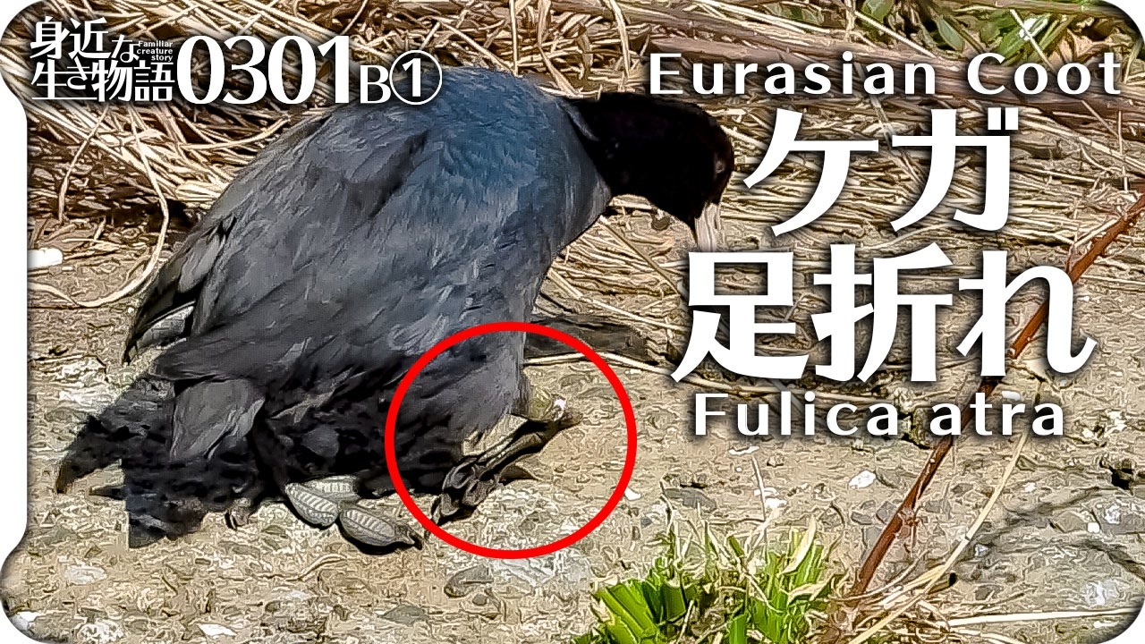 人気の 奇形 動画 124本 ニコニコ動画