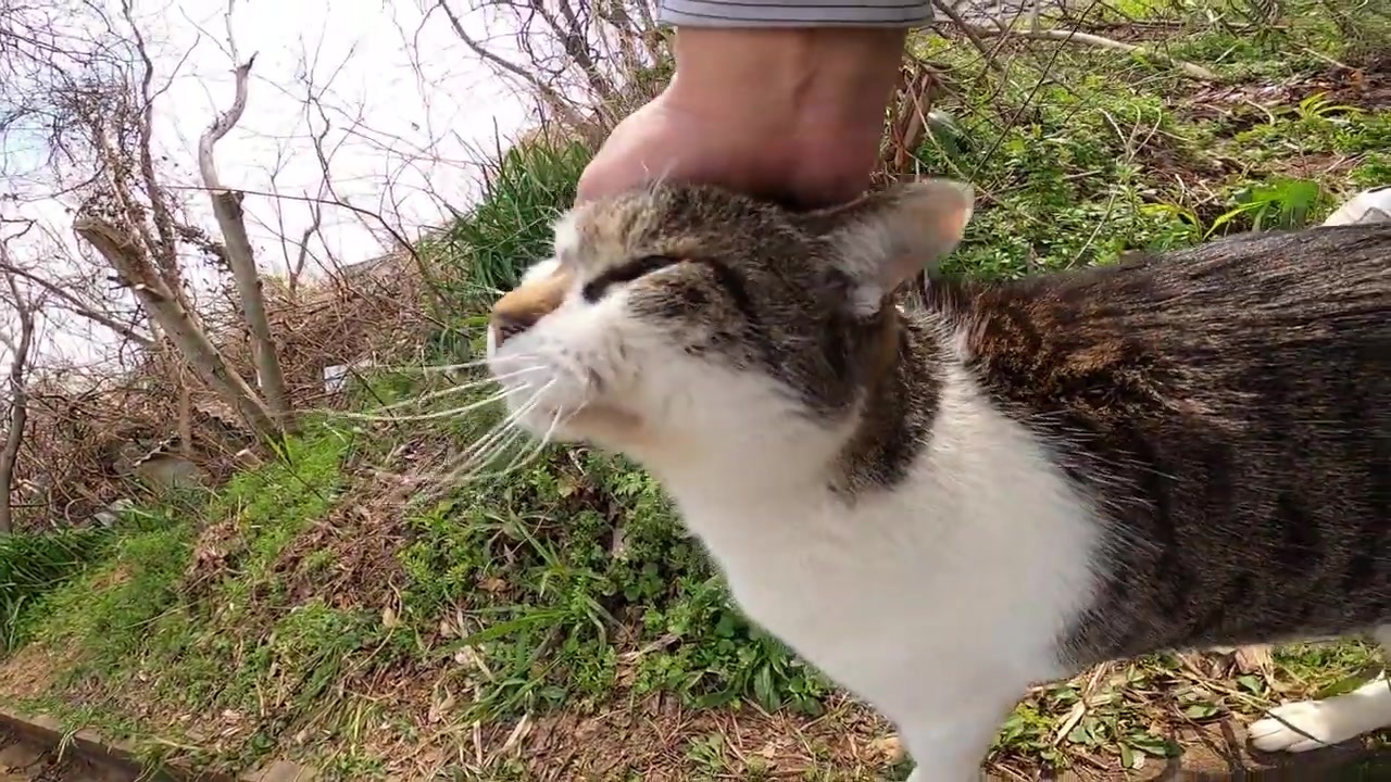 人気の ねこ Av アニマルビデオ 動画 4 979本 9 ニコニコ動画