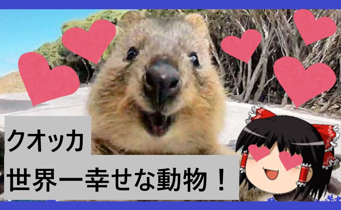 ゆっくり解説その６ 世界一幸せな動物 クオッカ ニコニコ動画