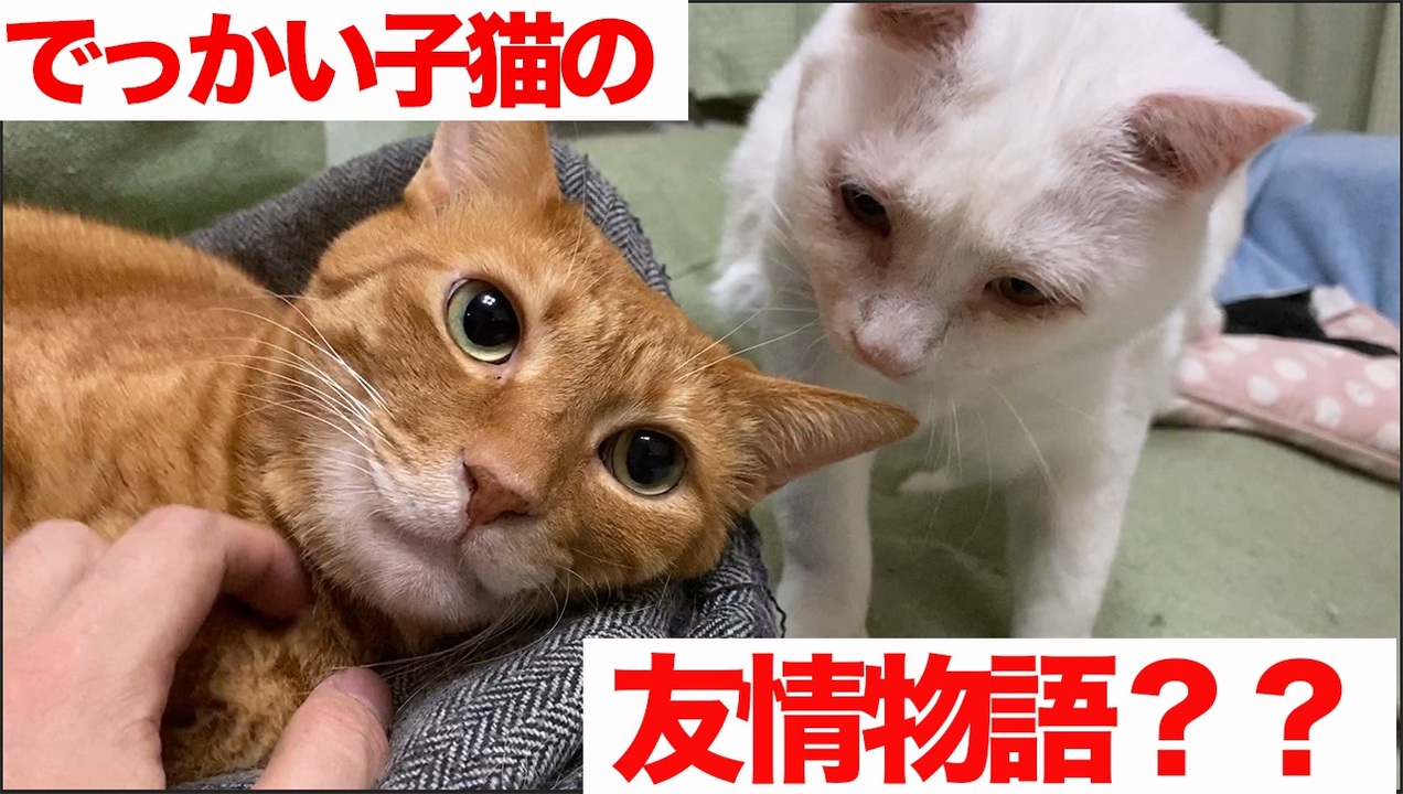 人気の ねこかます もふり手 動画 1 612本 ニコニコ動画