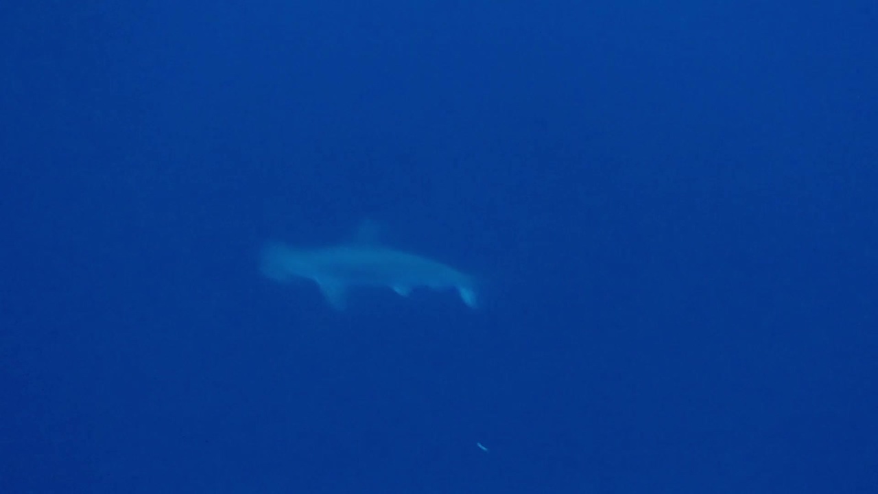 人気の さメ 動画 909本 7 ニコニコ動画