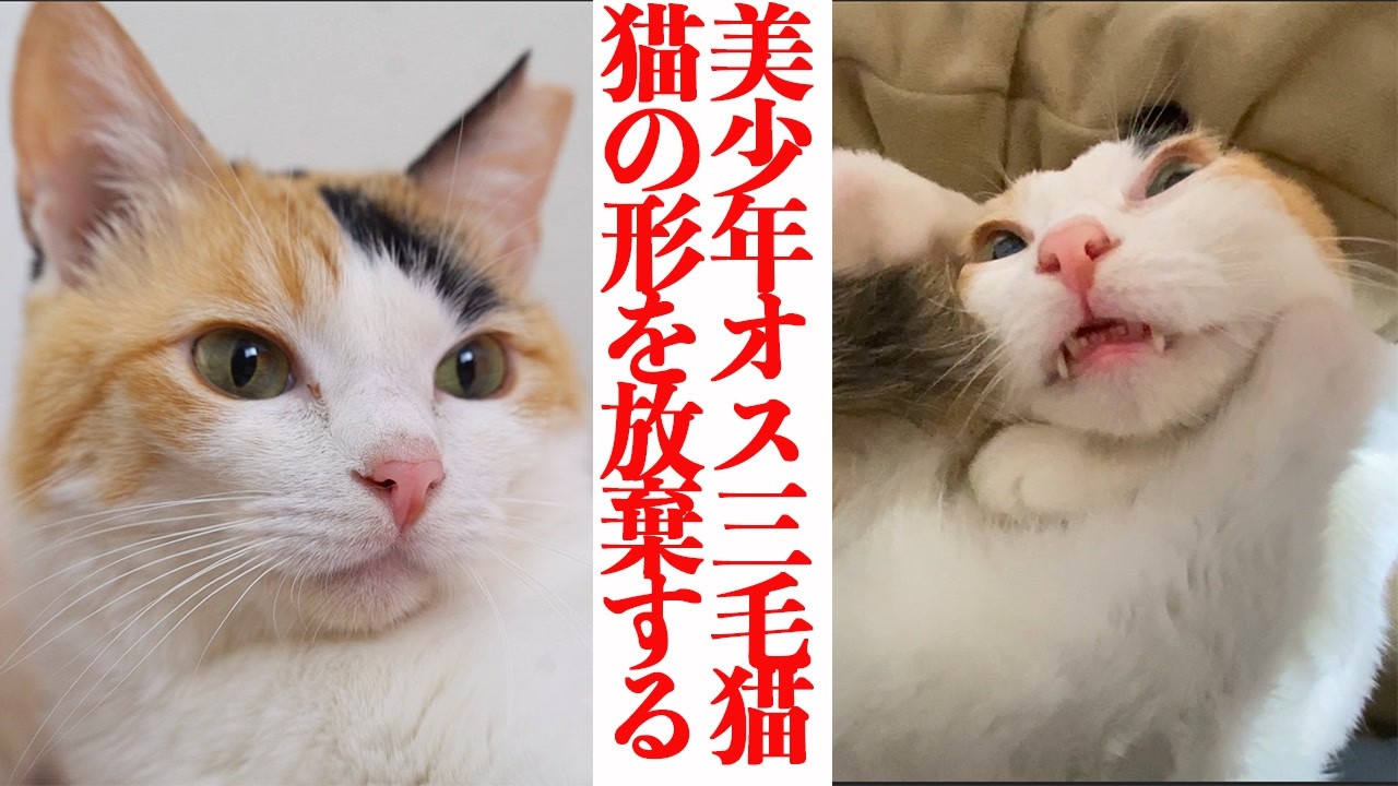 人気の 三毛猫 動画 4本 ニコニコ動画