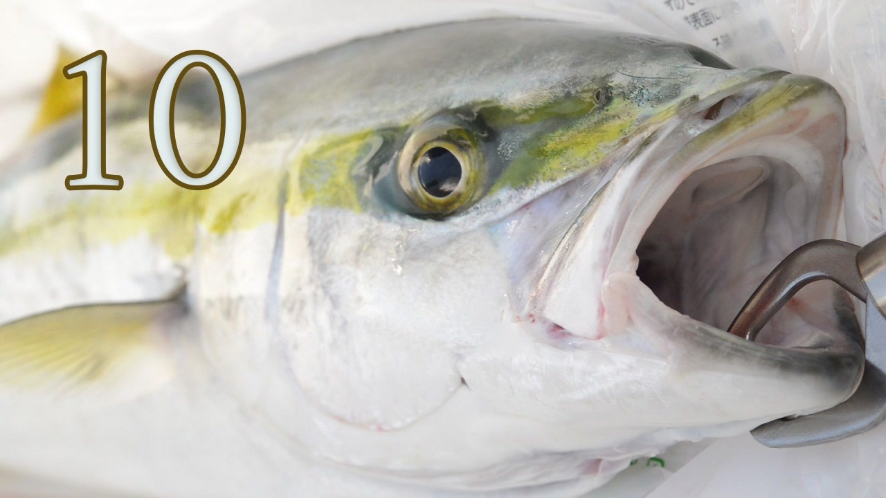 人気の ジギング 動画 128本 ニコニコ動画