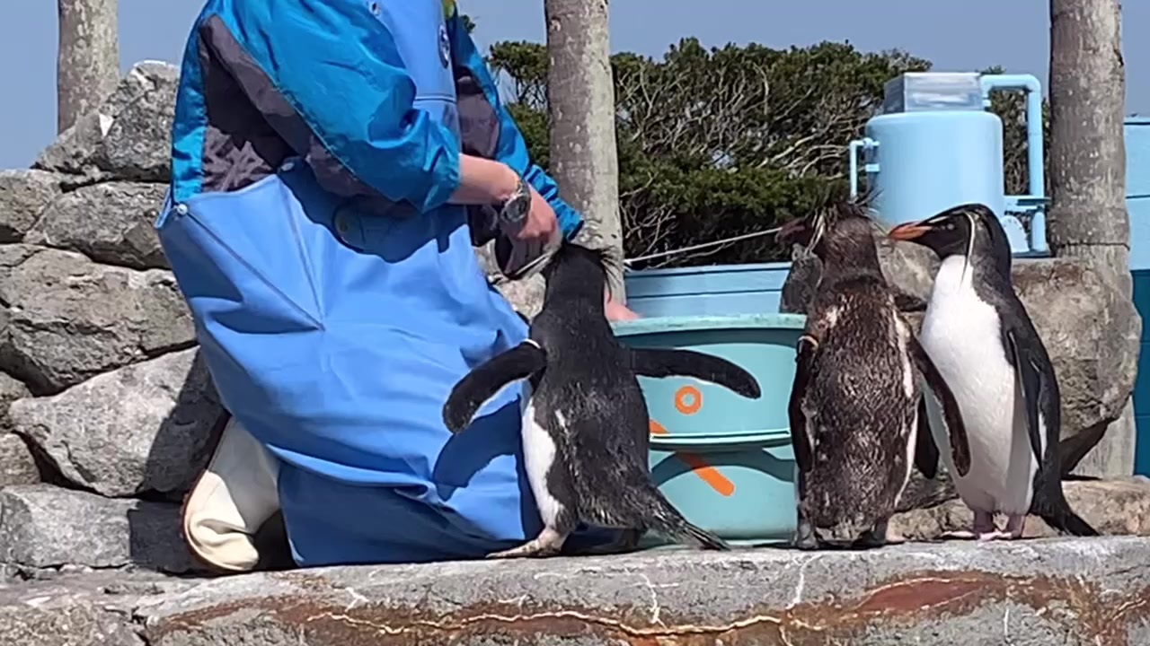 人気の イワトビペンギン 動画 43本 ニコニコ動画