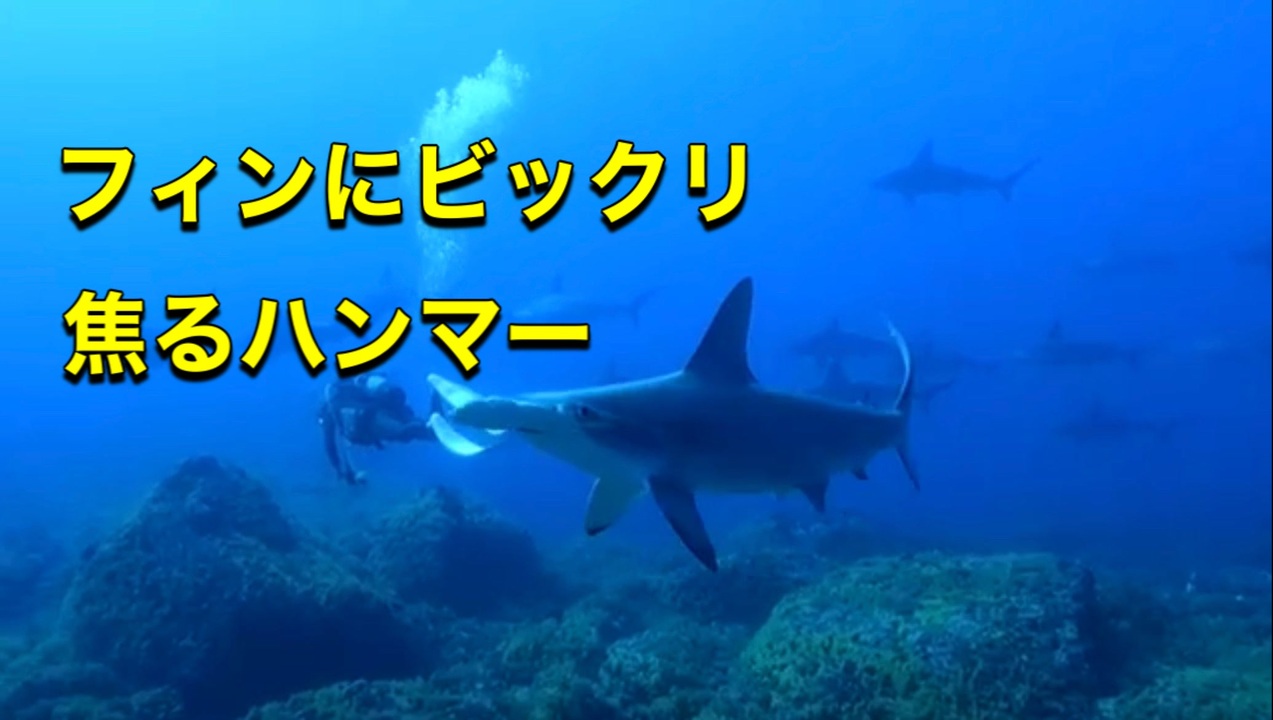 人気の シュモクザメ 動画 33本 ニコニコ動画