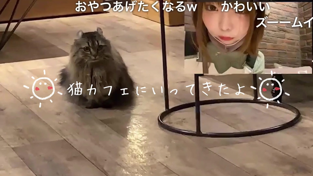 人気の 猫カフェ 動画 912本 ニコニコ動画