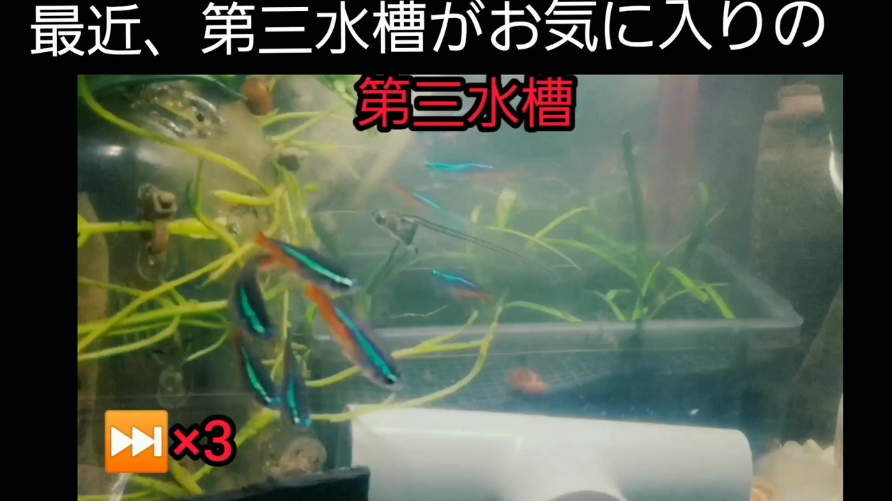 金魚とネオンテトラの混泳 ニコニコ動画