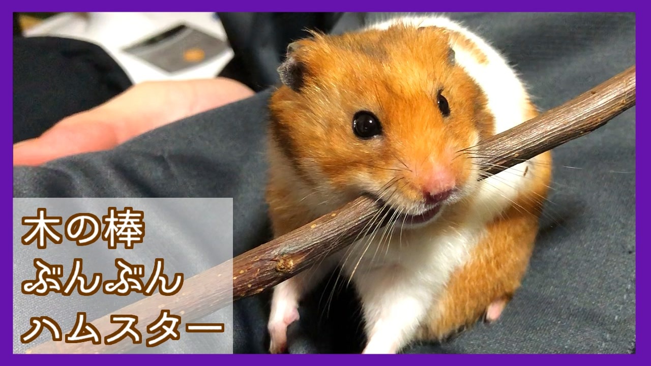 人気の ハムスター 動画 6 1本 3 ニコニコ動画