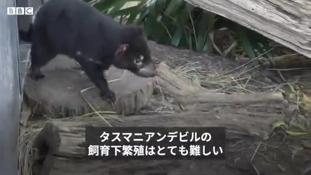 犬がタスマニアンデビルの繁殖を手伝い オーストラリアで初の試み ニコニコ動画