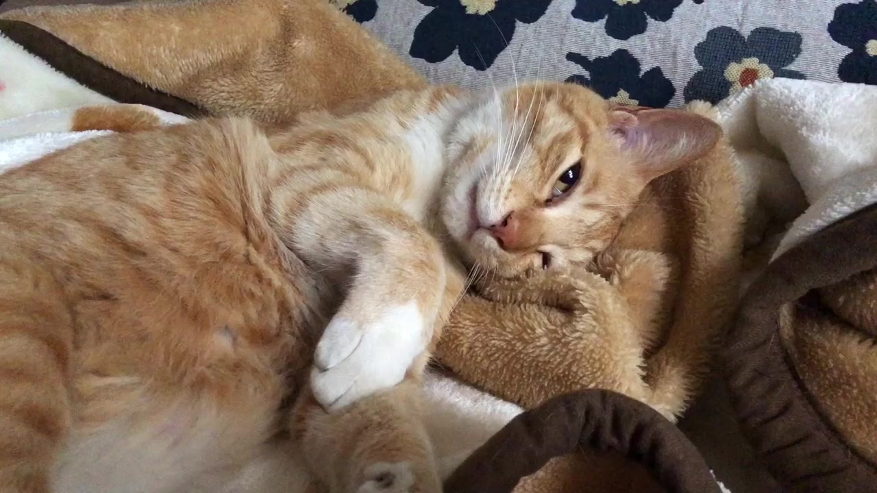 お腹を触らせてくれる猫 ニコニコ動画