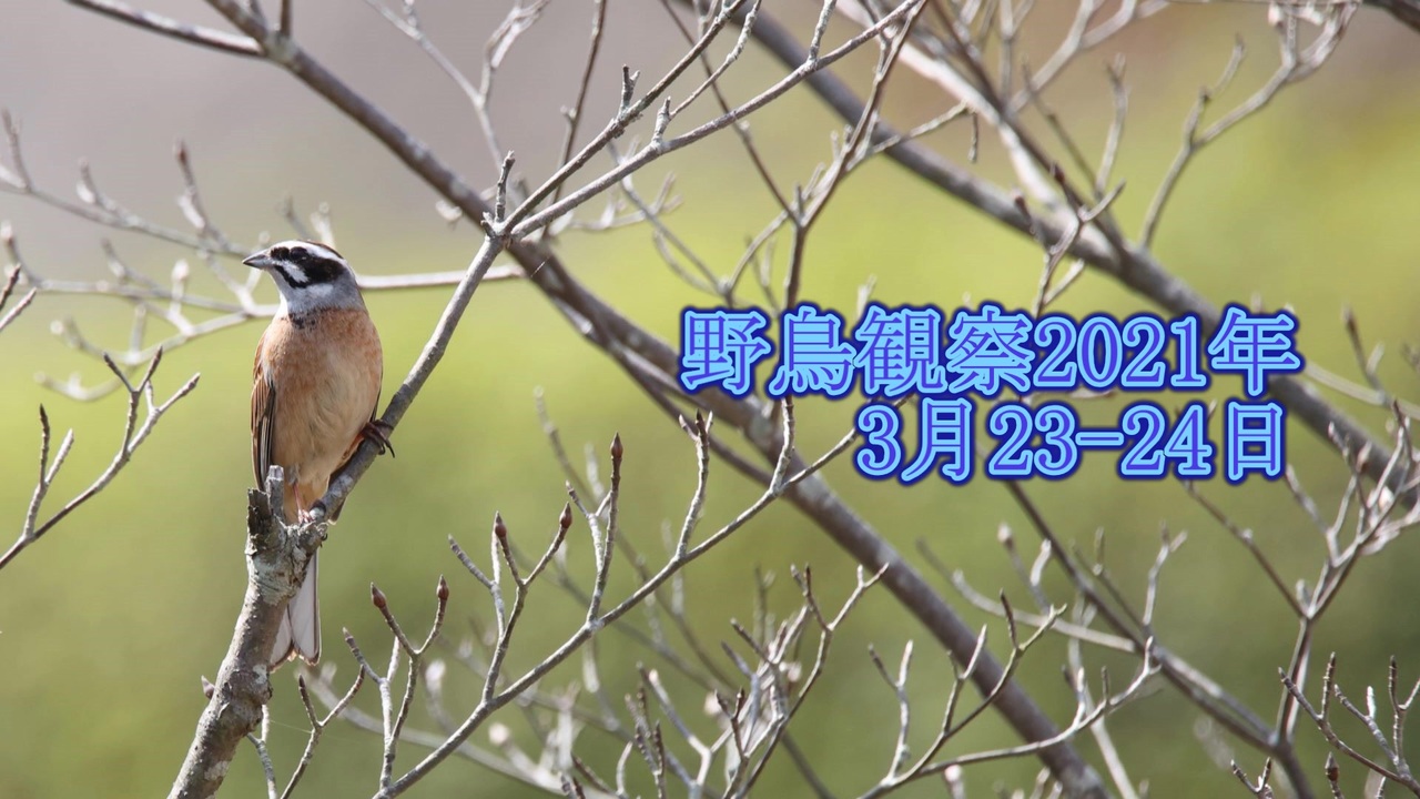 人気の 野鳥観察 動画 34本 ニコニコ動画