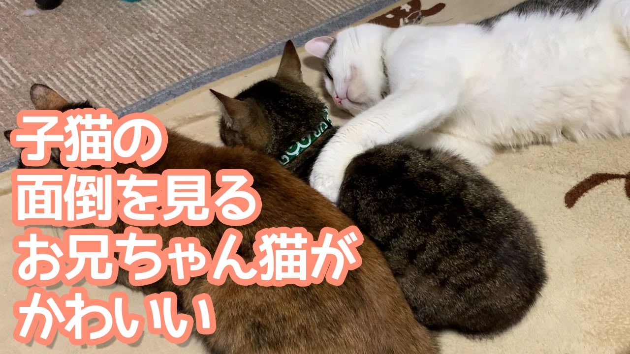 人気の 猫 野良猫 動画 3 779本 5 ニコニコ動画