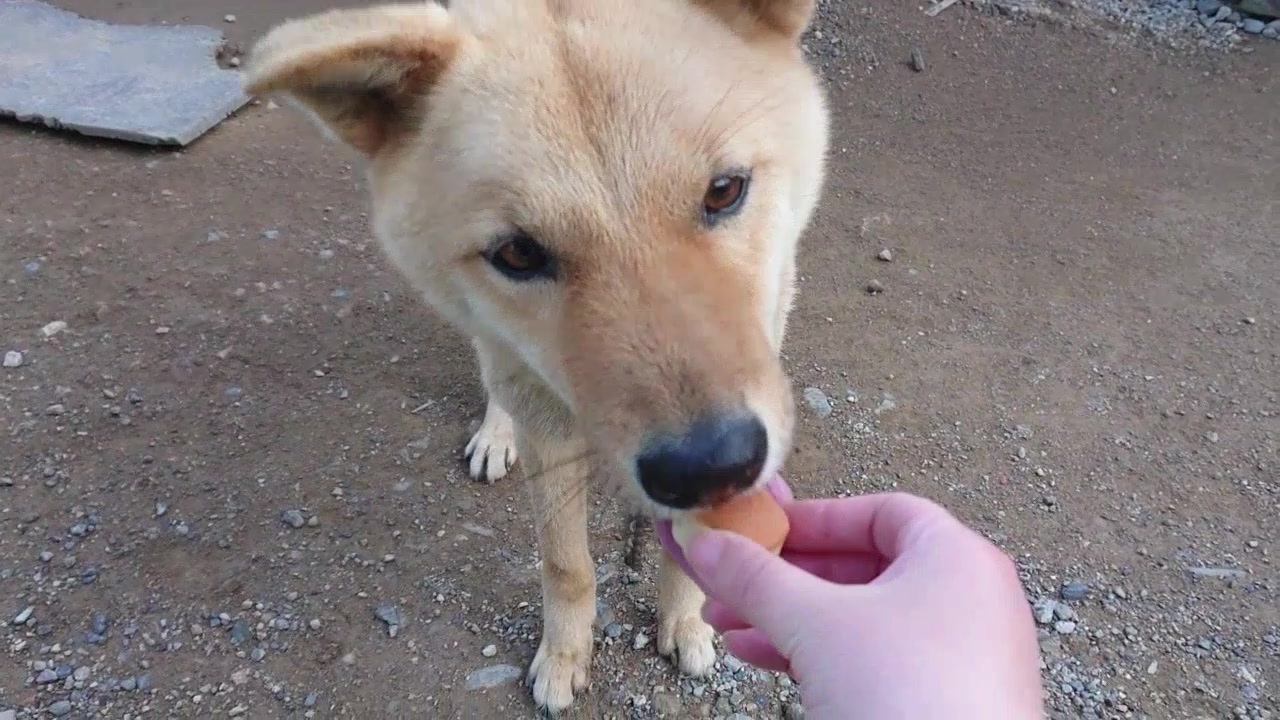 人気の メイリオ 犬 動画 130本 ニコニコ動画