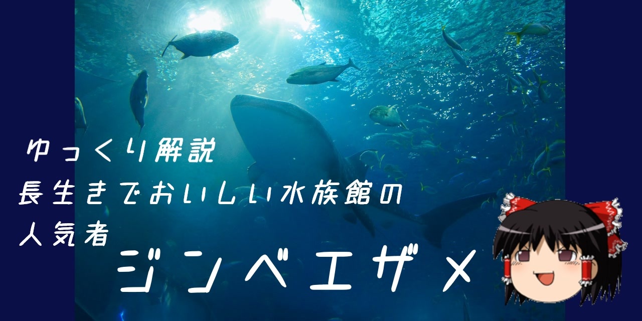 人気の ジンベエザメ 動画 64本 ニコニコ動画