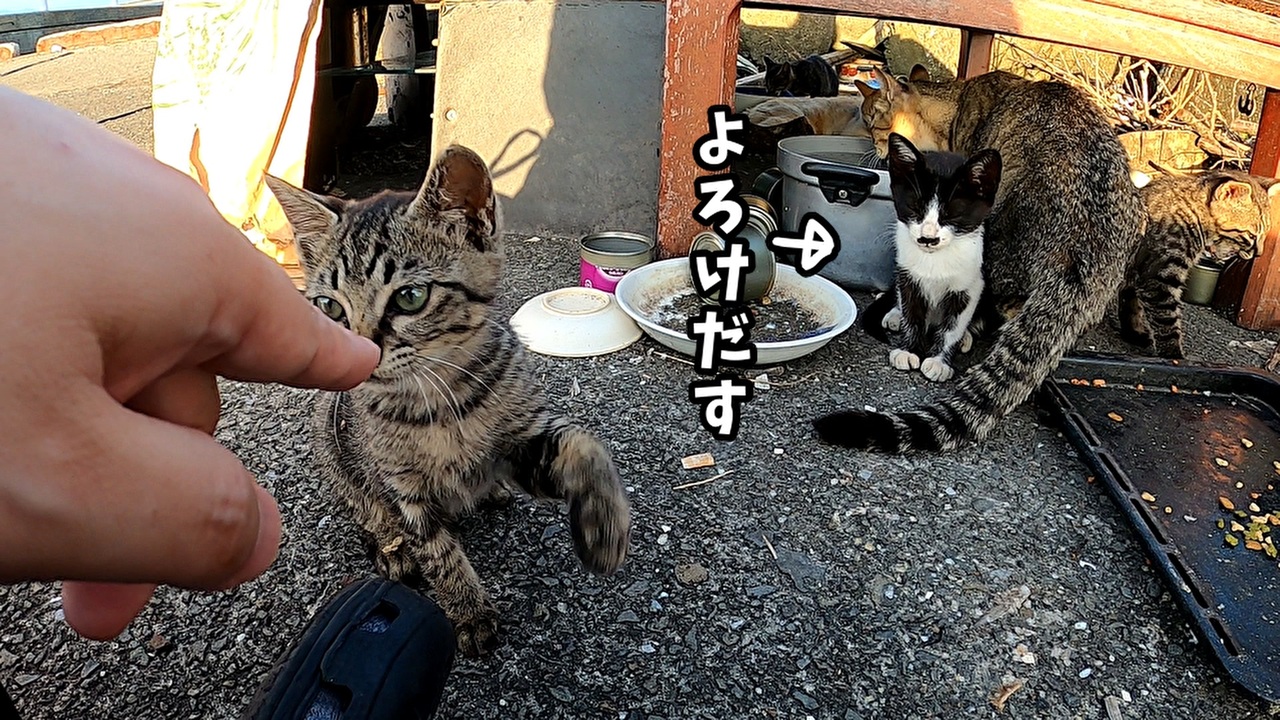 野良猫に猫パンチを誘ったら何度もパンチしてきてとっても可愛かった 狂暴な野良の子猫がフレンドリーになっていく様子 ２ ニコニコ動画