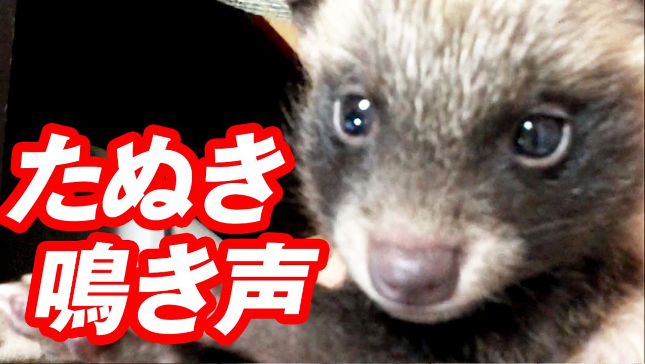 たぬき の 鳴き声
