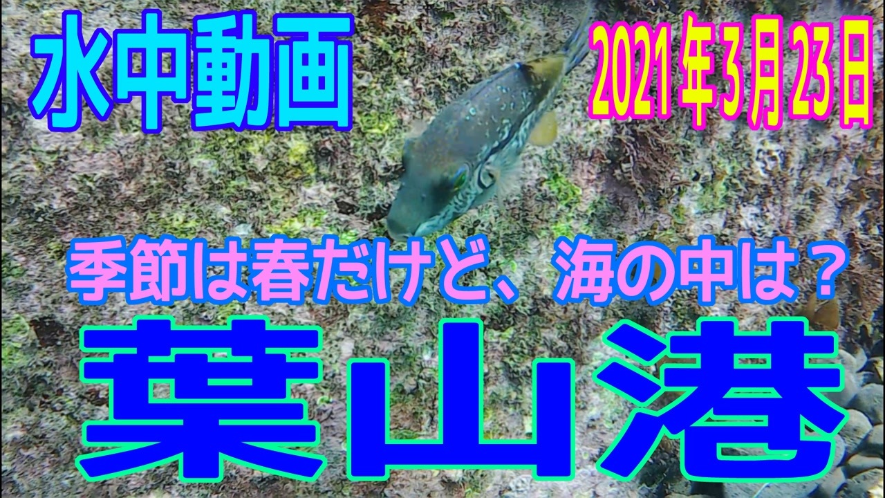 人気の 水中映像 動画 63本 ニコニコ動画