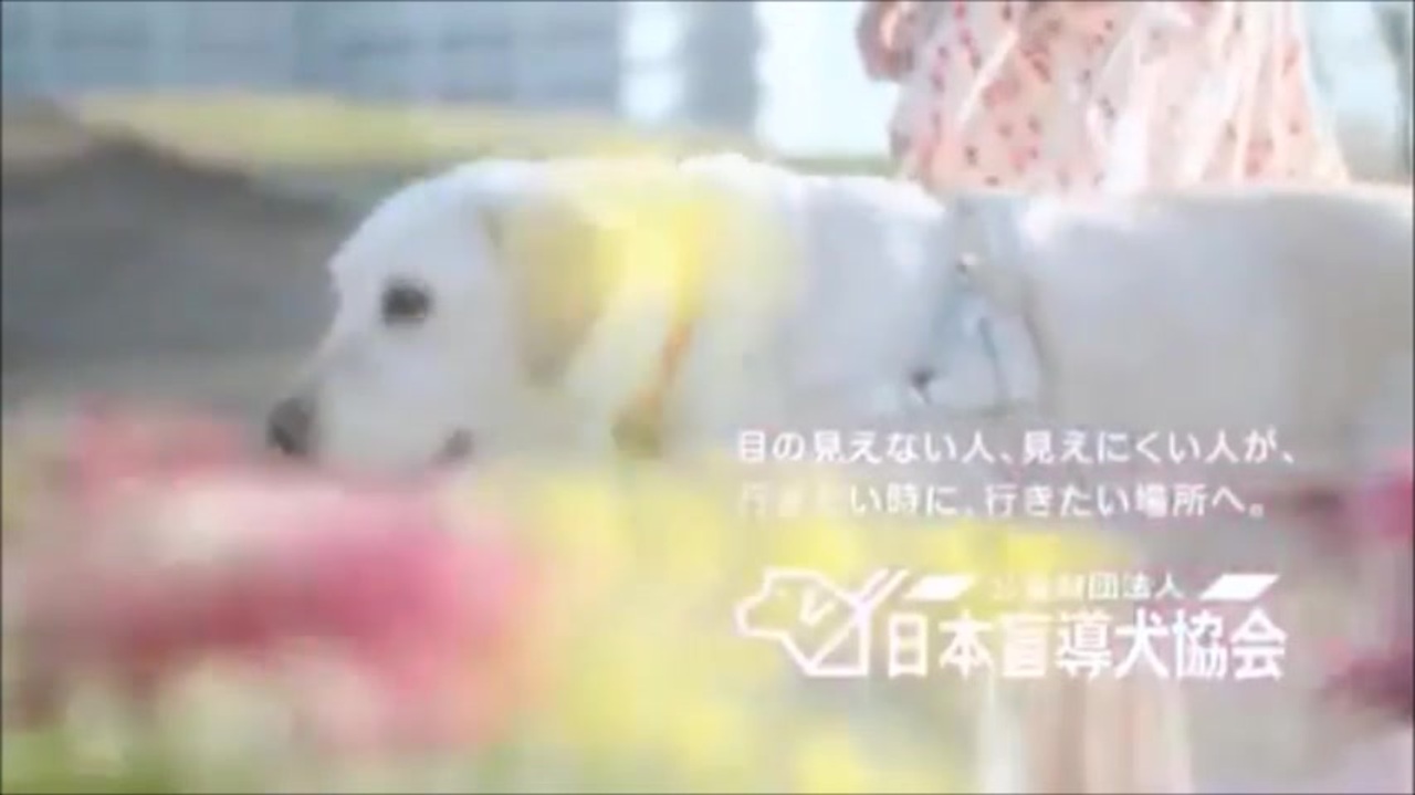 人気の 日本盲導犬協会 動画 6本 ニコニコ動画