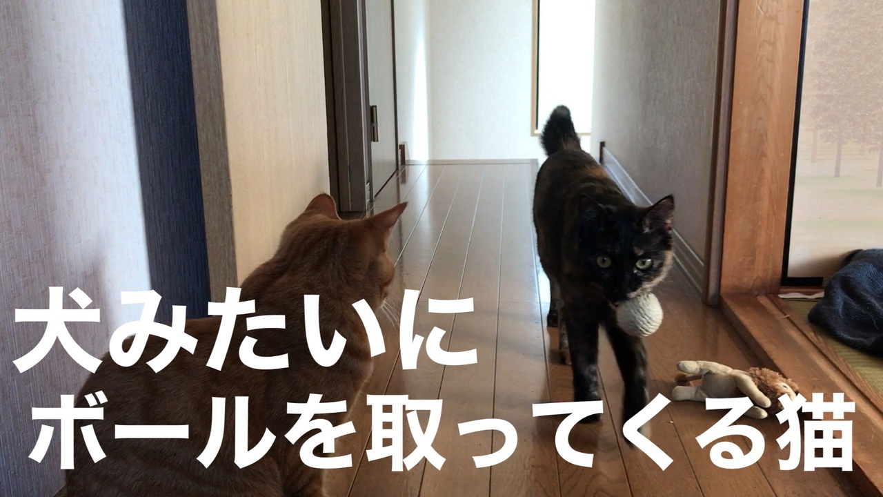 犬みたいにボールを取ってくる猫 ニコニコ動画