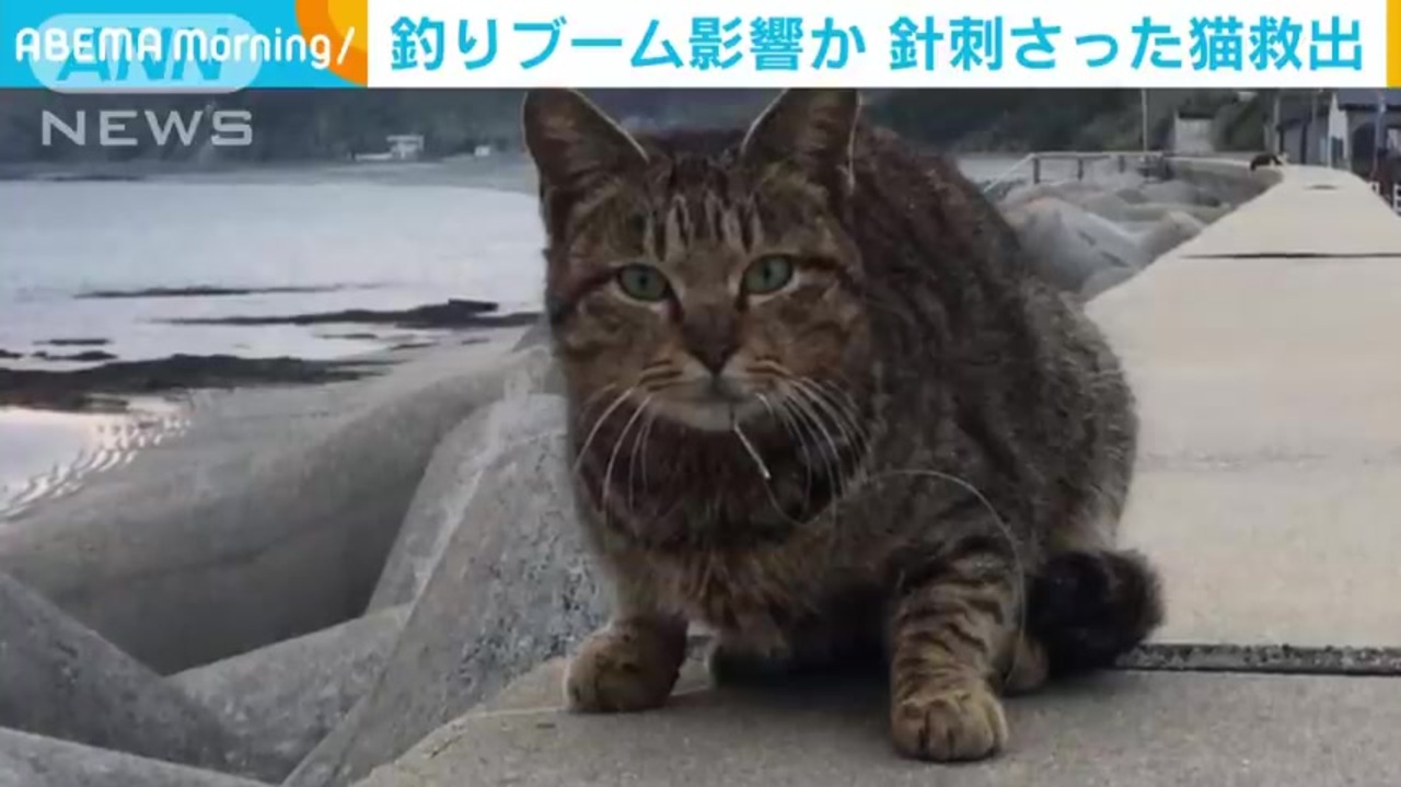 人気の ねこ 動画 74本 3 ニコニコ動画