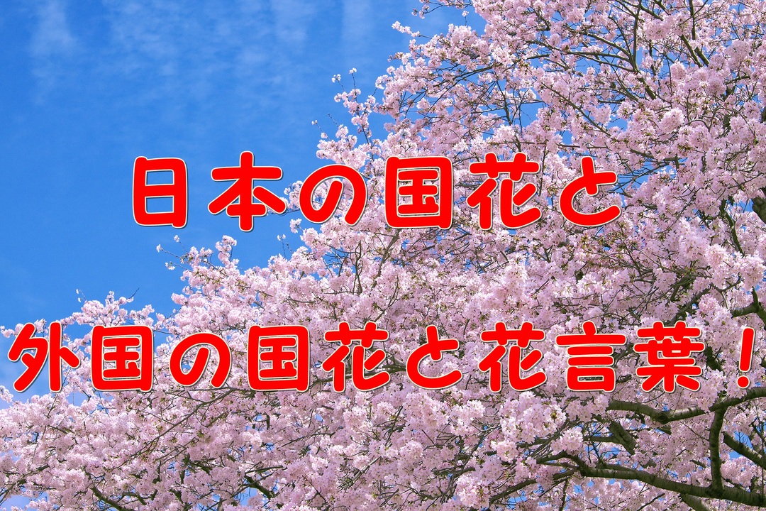 ゆっくり解説 日本の国花と外国の国花と花言葉 ニコニコ動画