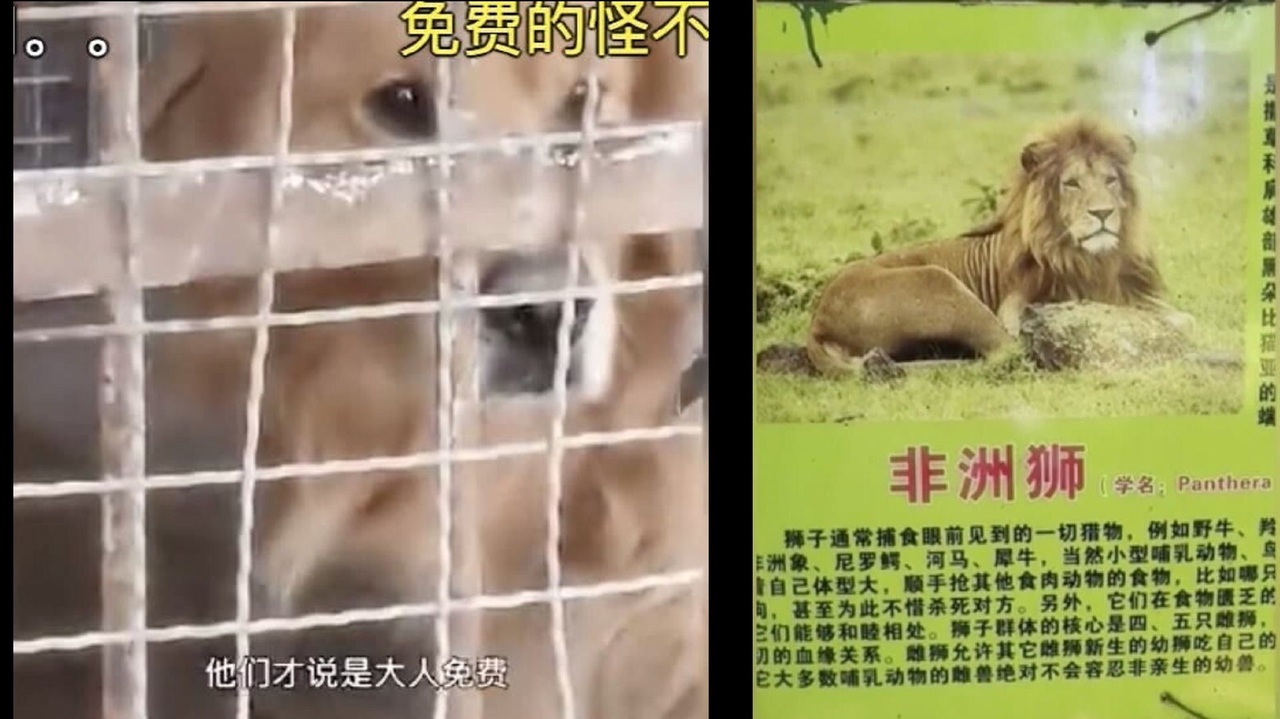 人気の 動物 ライオン 動画 397本 4 ニコニコ動画