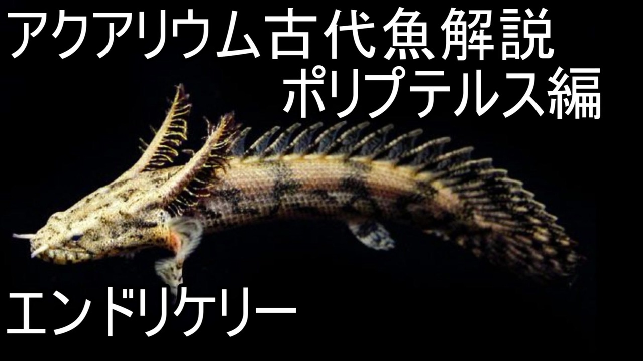 ポリプテルス：エンドリケリー - 兵庫県のその他