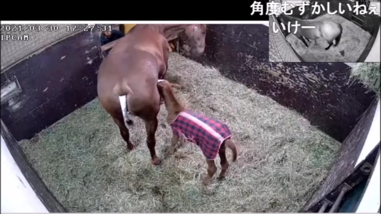 21年ハルダヨリ出産 その2 動物 動画 ニコニコ動画