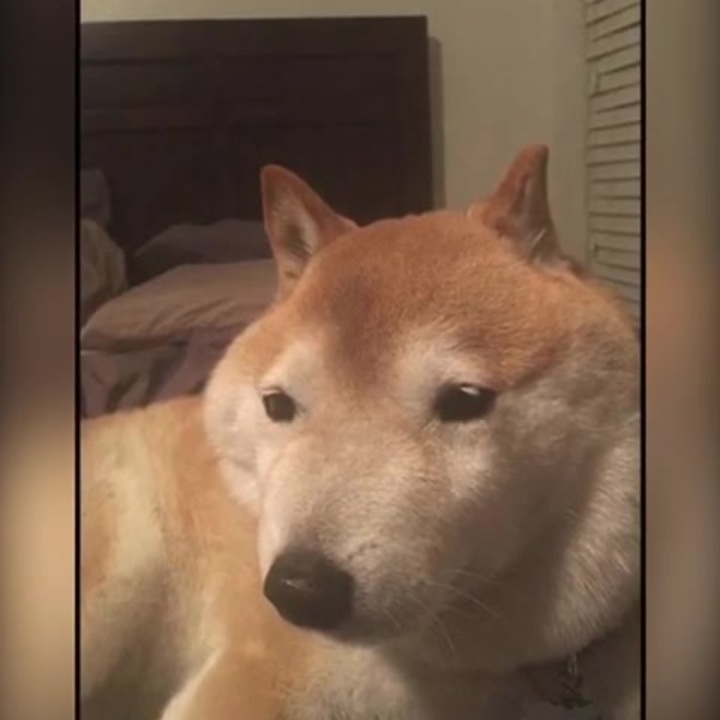 ホモと見るネット（なんj）で見かける動物GIF集 ニコニコ動画