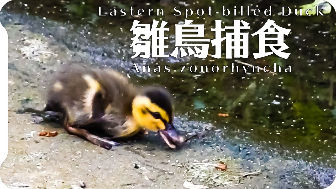 水黽が食べられる カルガモ親子と雛鳥の捕食 ニコニコ動画