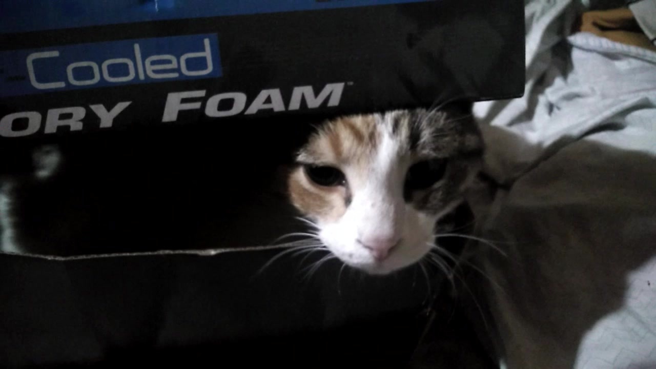 人気の Gato 動画 541本 ニコニコ動画